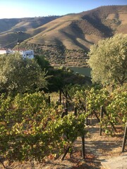 Douro Valley Vineyards River View
