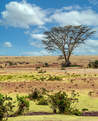 Obraz premium Acacias trees