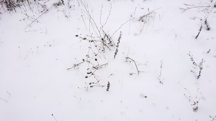 Small blades of grass against the background of a snowy surface.