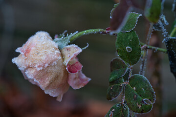 寒い日に凍りついた薔薇の花