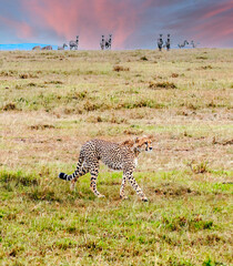 African leopard