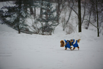 The dog is dressed in a winter overalls. red-haired dog in a blue jacket walks on the street in winter, a snow-covered park. walking a domestic animal. winter grove in the snow. little shaggy dog