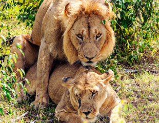 Lions in Africa
