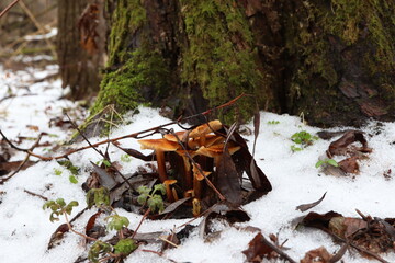 Enokitake mushroom in the winter forest 