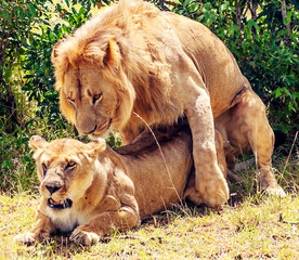 Lions in Africa