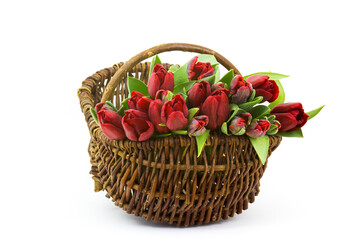 red tulips in a basket on white background