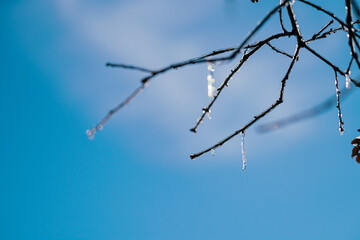 icicles on winter branch