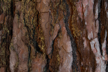 Close-up to the bark of oak, panoramic photo of the oak detailed texture, natural wooden background