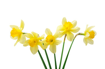 Naklejka na ściany i meble Spring floral border, beautiful fresh daffodils flowers, isolated on white background. Selective focus