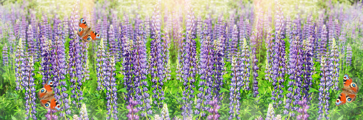 Wide-screen unfocused background with blooming lupines and butterflies. Art design, banner
