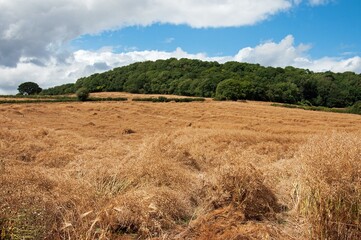 Obraz premium wheat field and sky