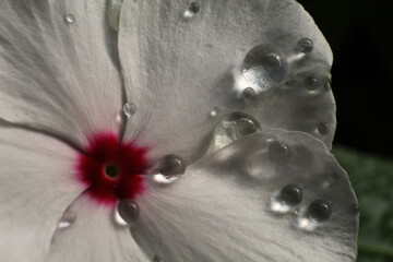 Macro shot of water droplets on a flower