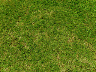 Fototapeta na wymiar green background grass texture
