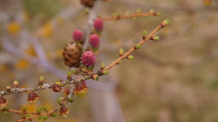 pink flowers, autumn