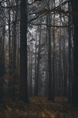 Herbstlicher dunkler Wald bei leichtem Nebel Natur