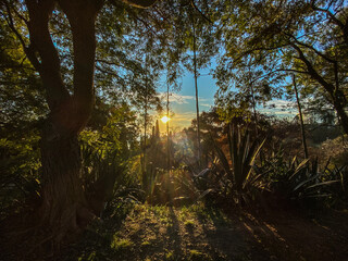 sunset in the forest