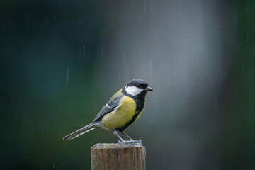 Great tit (parus major) under the rain