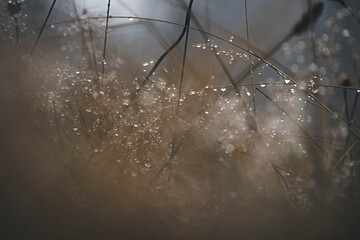Details auf einer Wiese mit Wassertropfen an Grashalmen