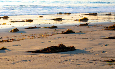 The mounds of giant kelp