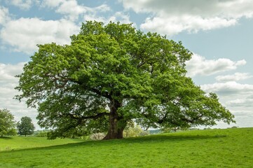 Fototapeta na wymiar Oak tree in the summertime.