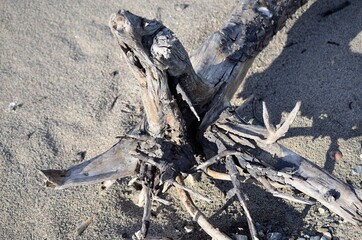 tree trunk in sand after flood