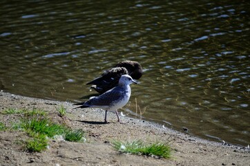 seagull wandering on pond shore with mallard duck in the background