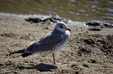 seagull on summer pond
