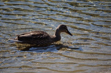 beautiful mallard duck in clean summer pond