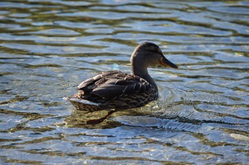 beautiful mallard duck in clean summer pond