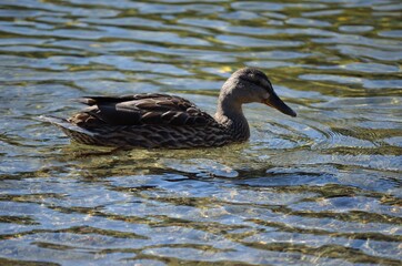 beautiful mallard duck in clean summer pond