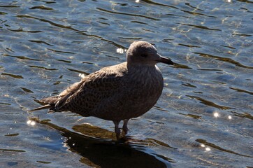 seagull on summer pond