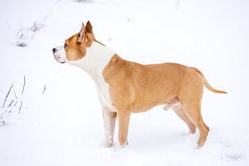 Dog breed pit bull terrier in nature in winter