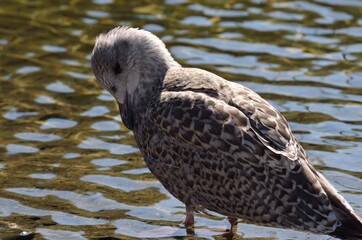 seagull on summer pond