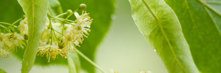 linden inflorescences with dew drops on delicate flowers, buds and leaves