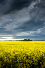 Obraz premium A large storm forming over a blooming yellow rapeseed field on the Canadian prairies in Rocky View County Alberta