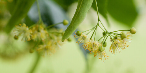 linden inflorescences with delicate fragrant flowers and buds