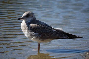seagull on summer pond