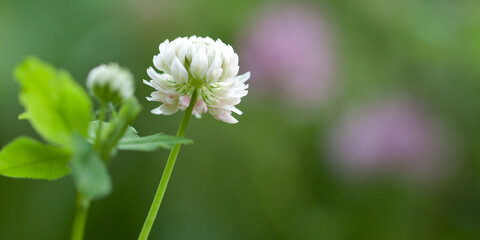 delicate beautiful and bright white clover flower, macro