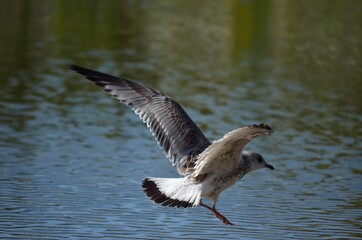 seagull flying over summer pond