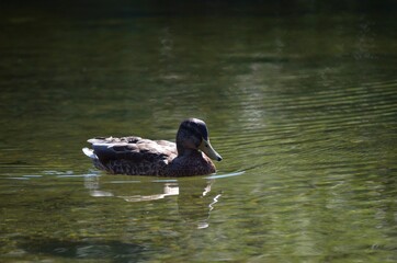 beautiful mallard duck in clean summer pond
