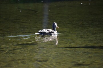 duck in the water