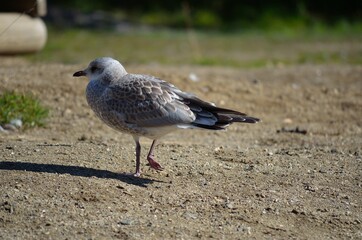 seagull on summer pond
