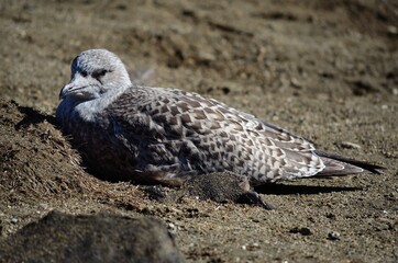 seagull resting on sandy shore