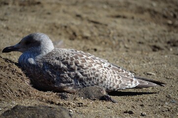 seagull resting on sandy shore