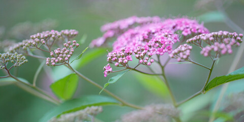 lush blooming spirea with delicate pink flowers and buds