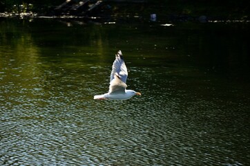 seagull flying over summer pond