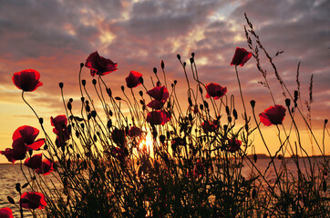 Mohn Blüten in der Abendsonne an der Ostsee 