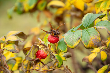 Beeren