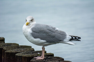 Möwe am Meer