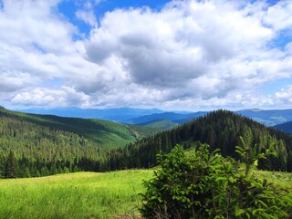 forest in the mountains